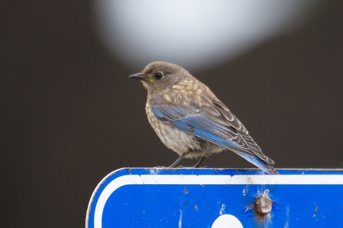 Western Bluebird - ML170771251