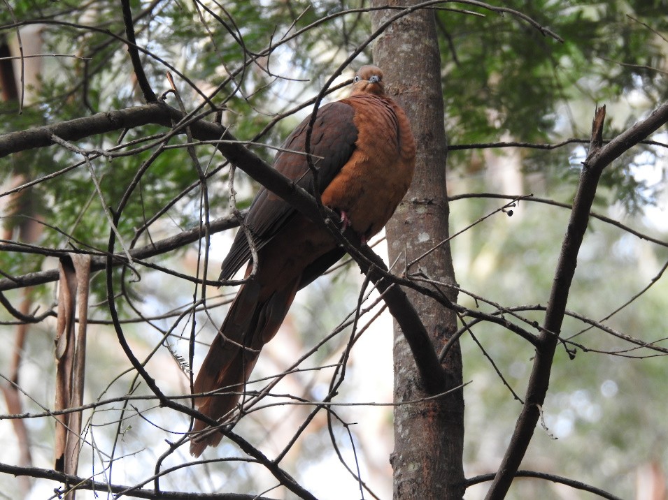 Brown Cuckoo-Dove - ML170773061