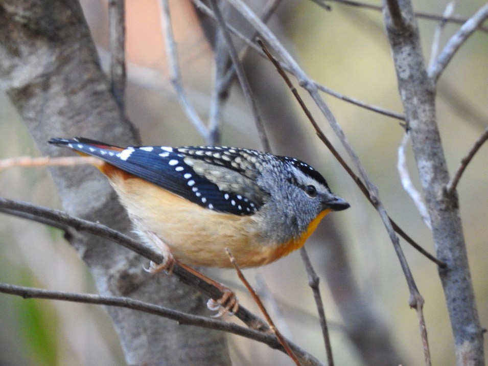 Spotted Pardalote - ML170773331