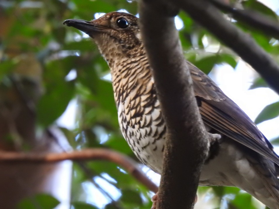 Bassian Thrush - ML170773441