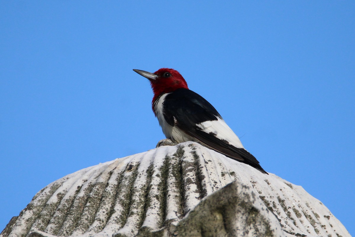 Red-headed Woodpecker - Patrick Sysiong