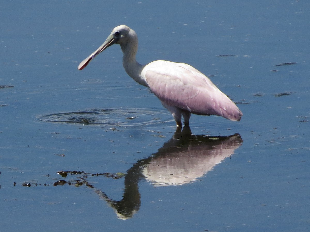 Roseate Spoonbill - ML170774361