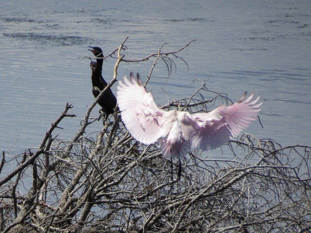 Roseate Spoonbill - ML170774381