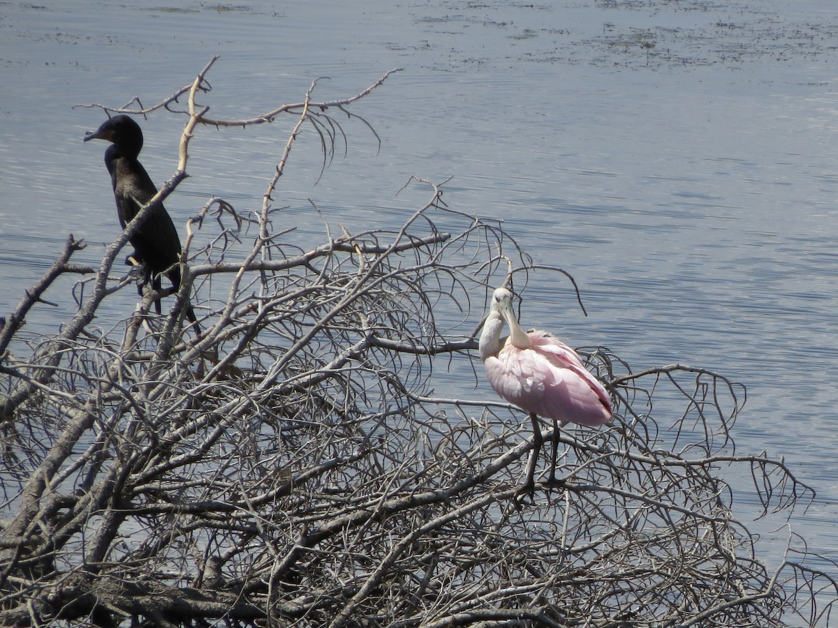 Roseate Spoonbill - ML170774461