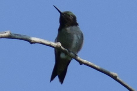 Ruby-throated Hummingbird - Gordon Saunders