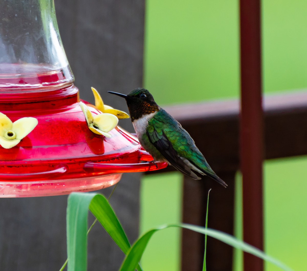 Ruby-throated Hummingbird - Damon Haan