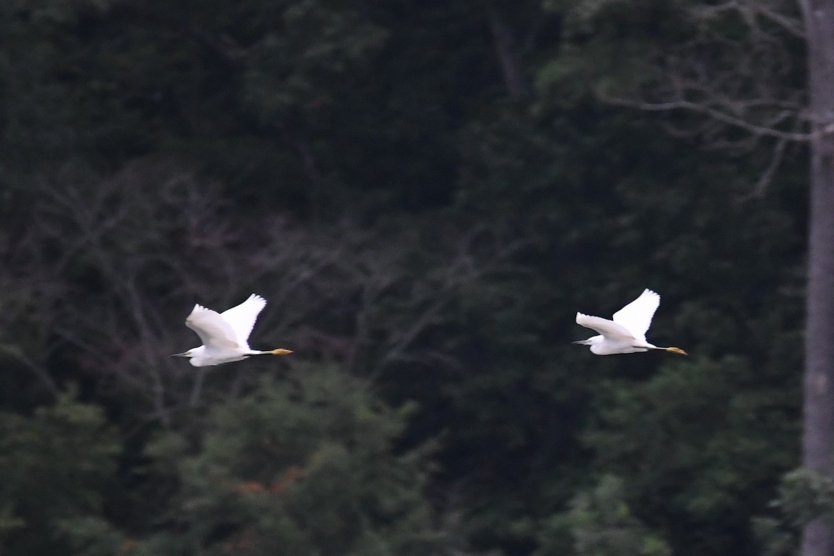 Snowy Egret - ML170776301