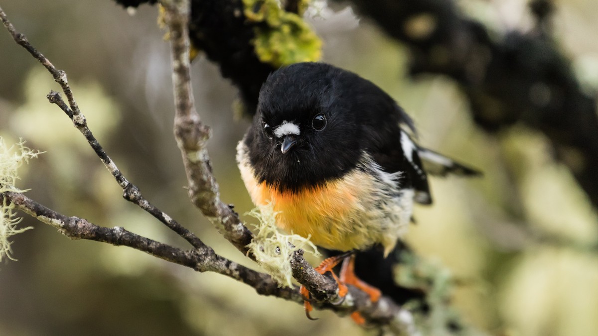 Tomtit - ML170777041