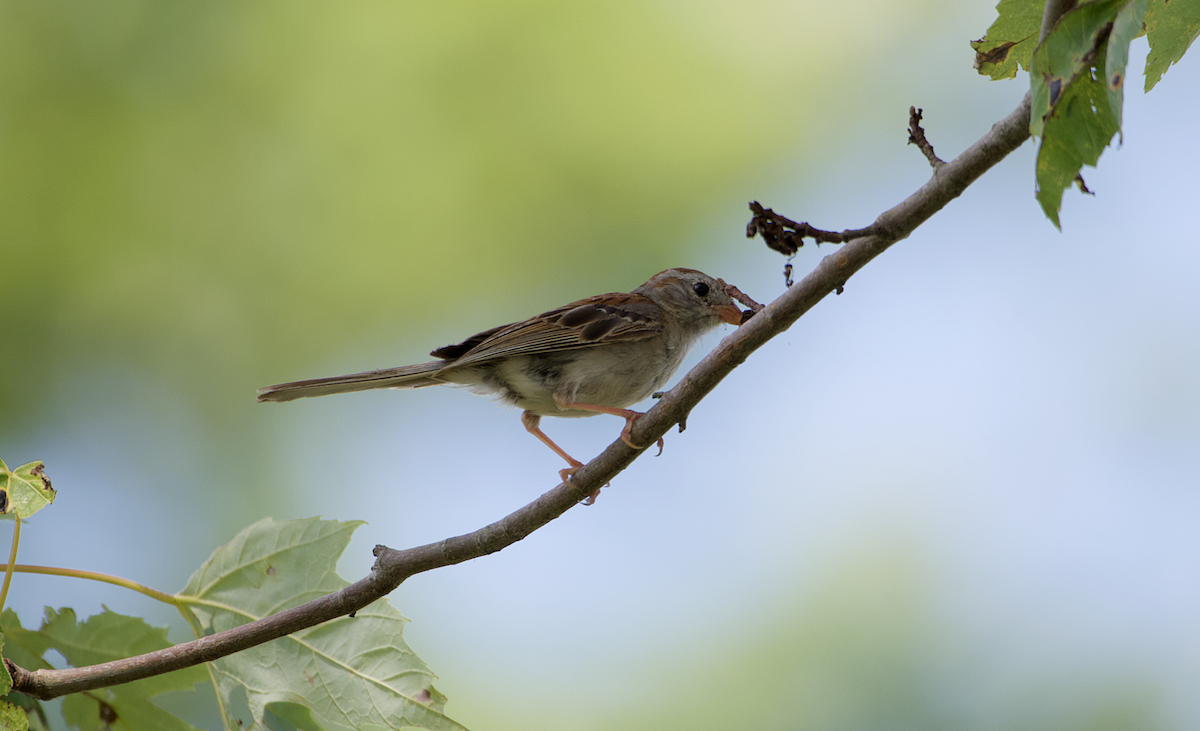 Field Sparrow - ML170777321