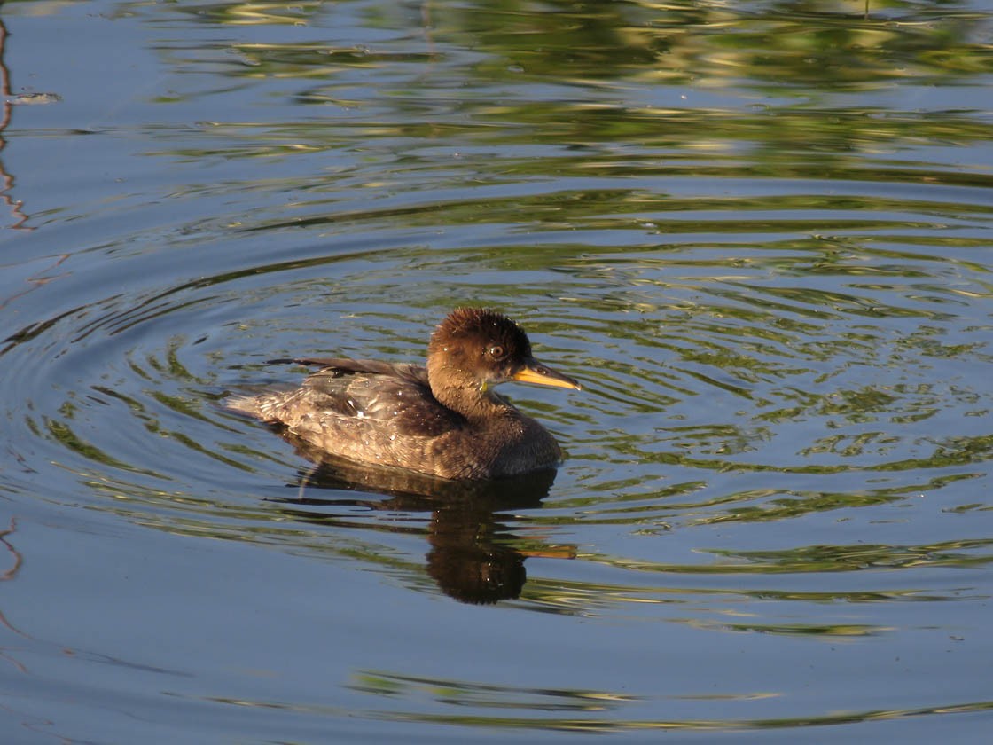 Hooded Merganser - Thomas Schultz