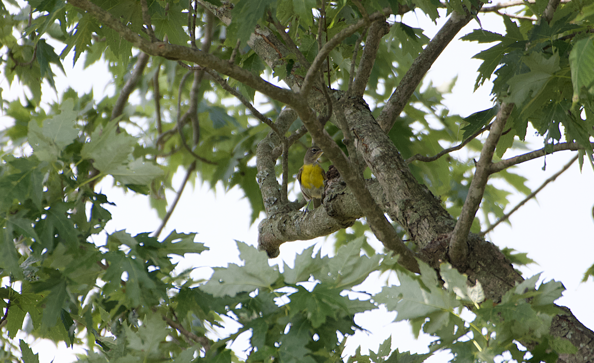 Yellow-breasted Chat - ML170777701
