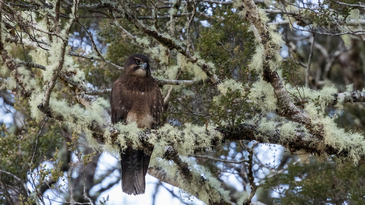 New Zealand Falcon - Sarah Guiheux