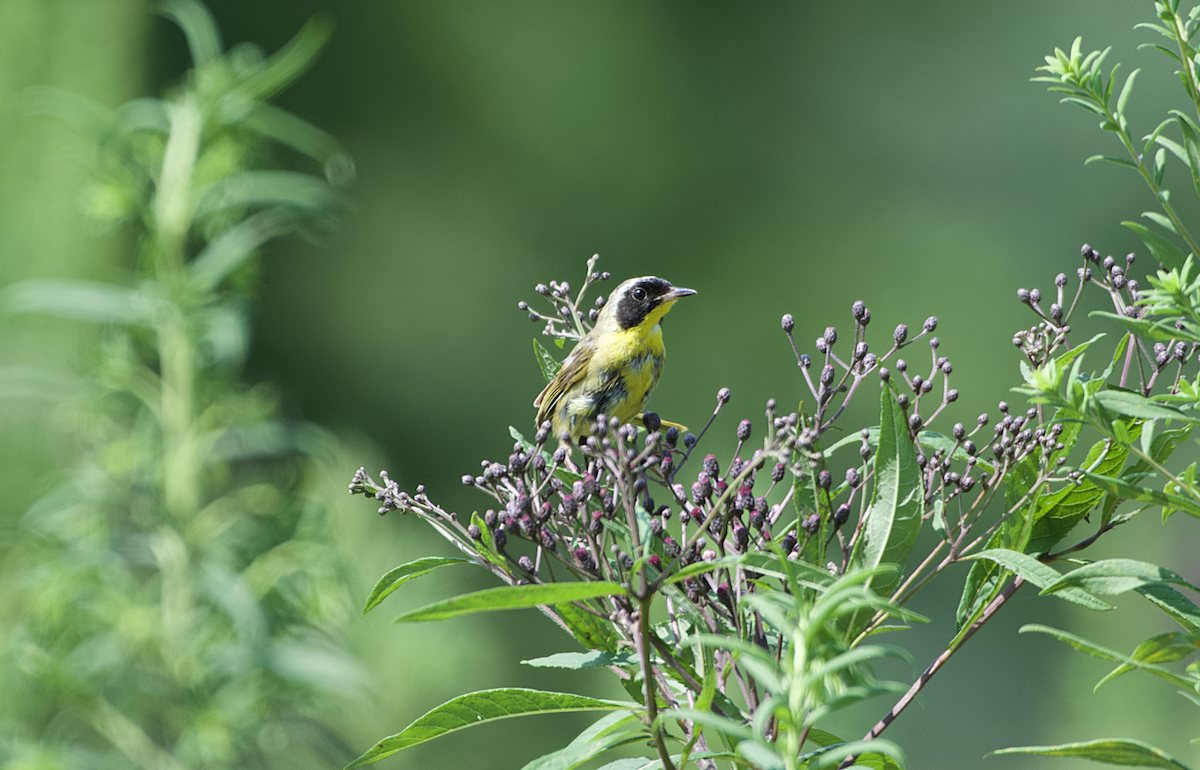 Common Yellowthroat - ML170778181