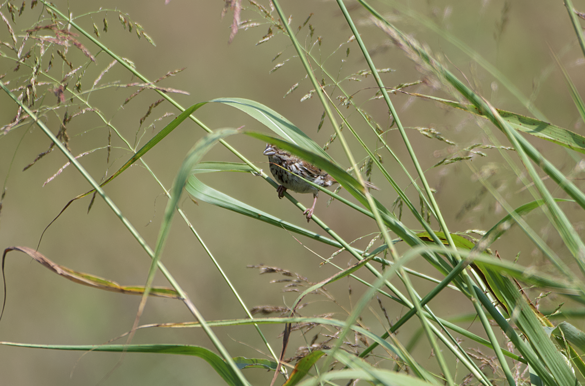 Song Sparrow - ML170778311