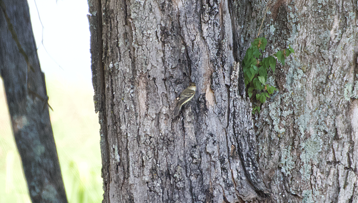 Acadian Flycatcher - ML170778691