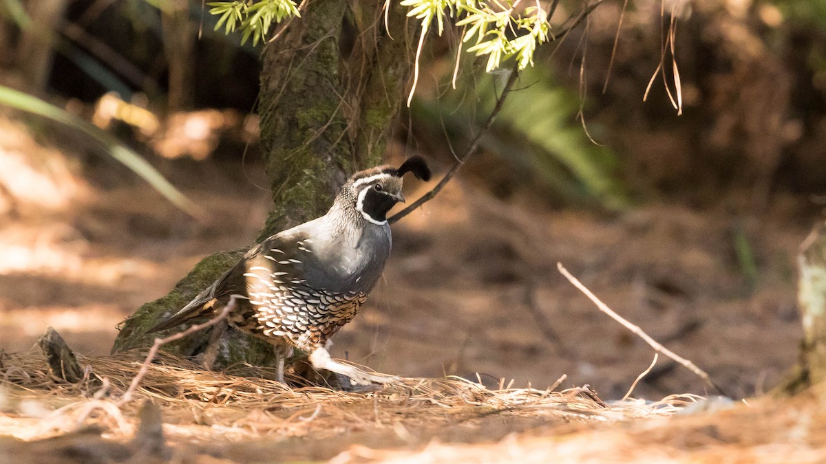 California Quail - ML170780031