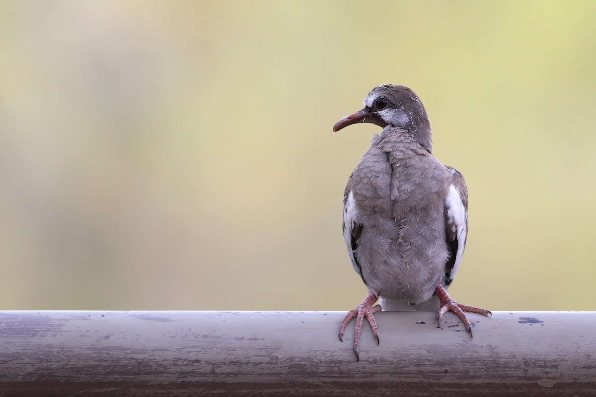 White-winged Dove - ML170780691