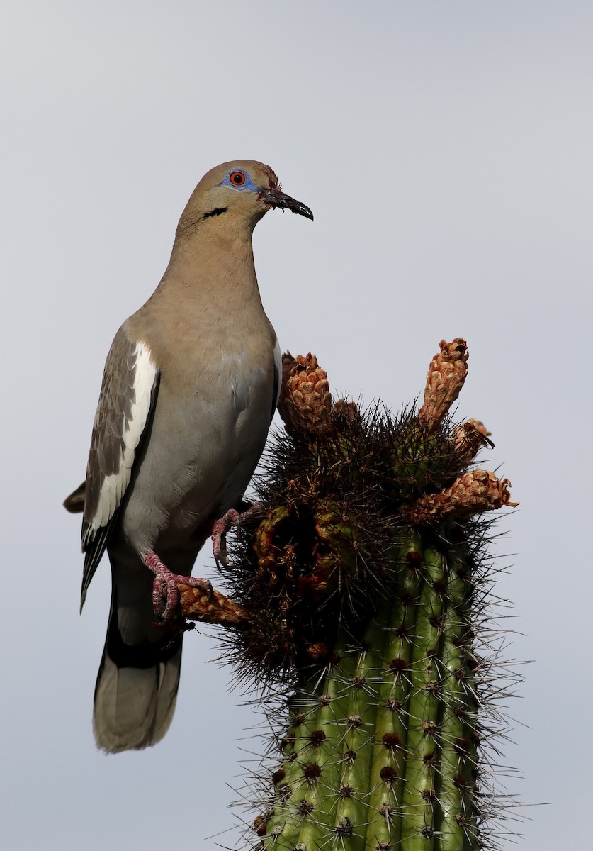 White-winged Dove - ML170780701