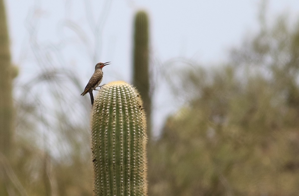 Gilded Flicker - Max Nootbaar