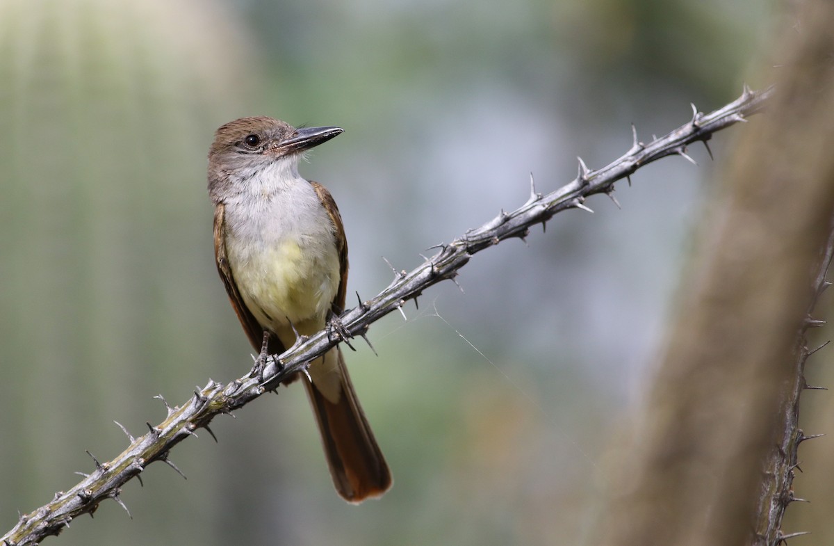 Brown-crested Flycatcher - Max Nootbaar
