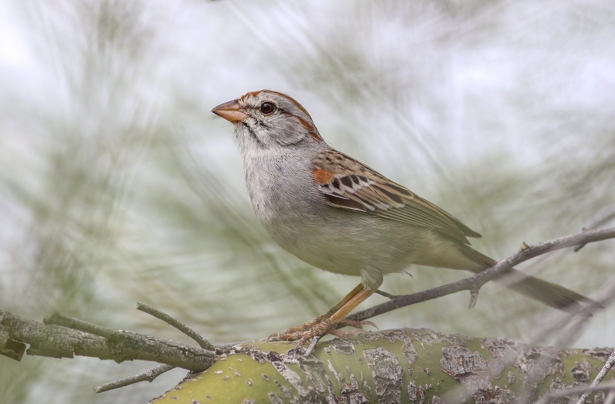 Rufous-winged Sparrow - ML170781221