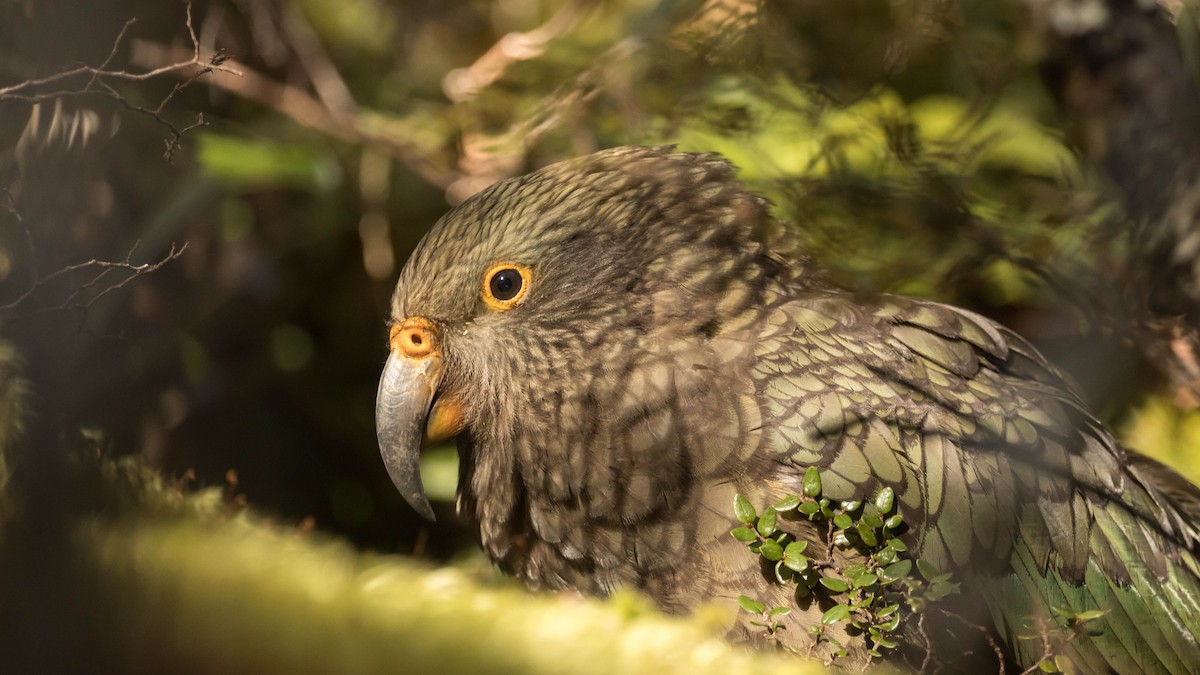 Kea - ML170783401