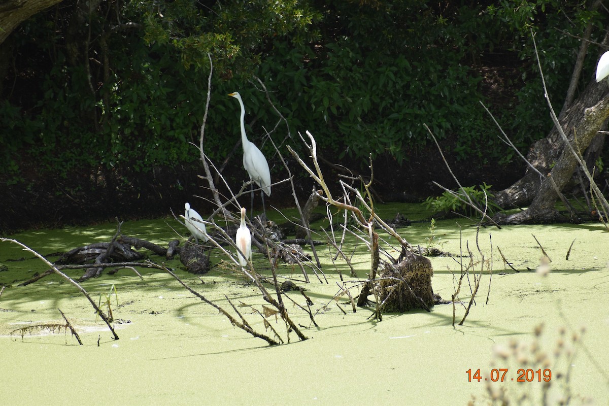 Snowy Egret - John Cassell