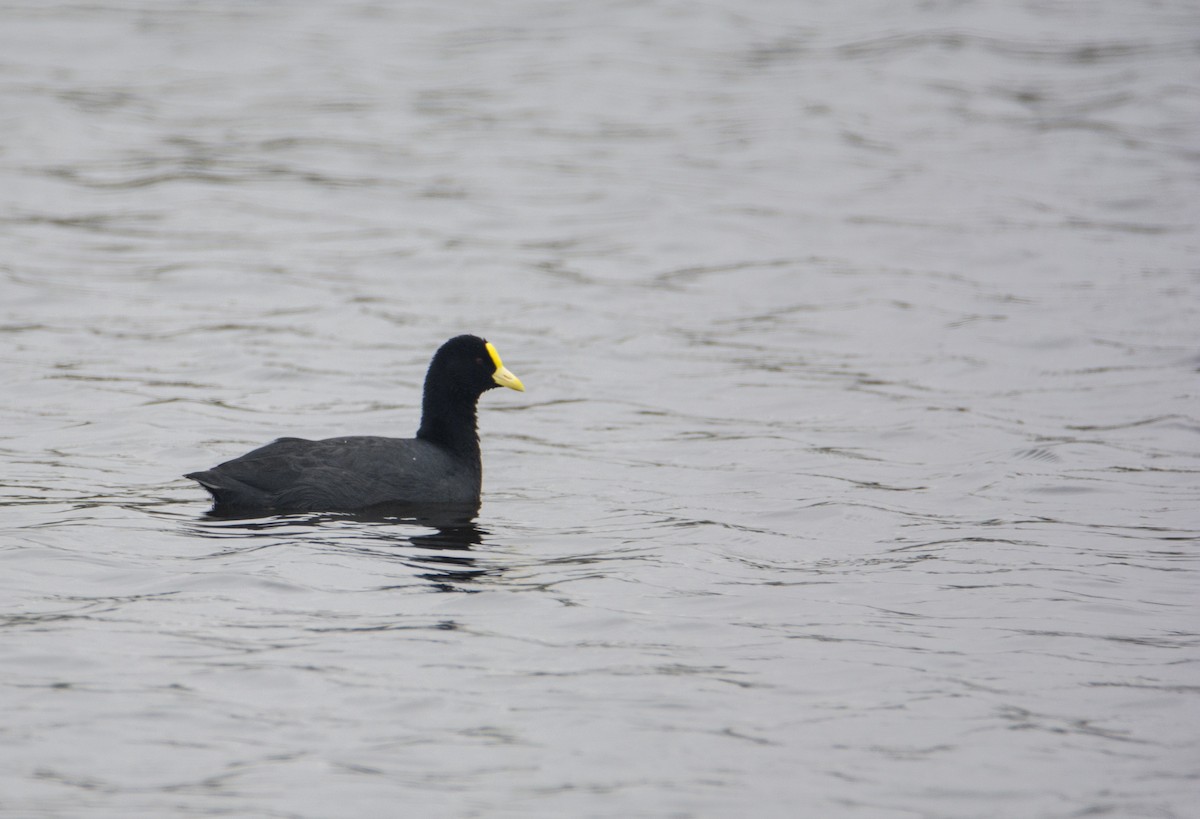 White-winged Coot - ML170786711