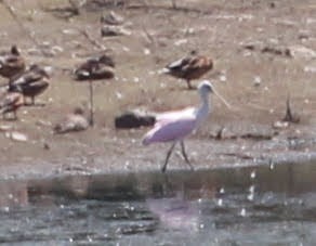 Roseate Spoonbill - sam hough