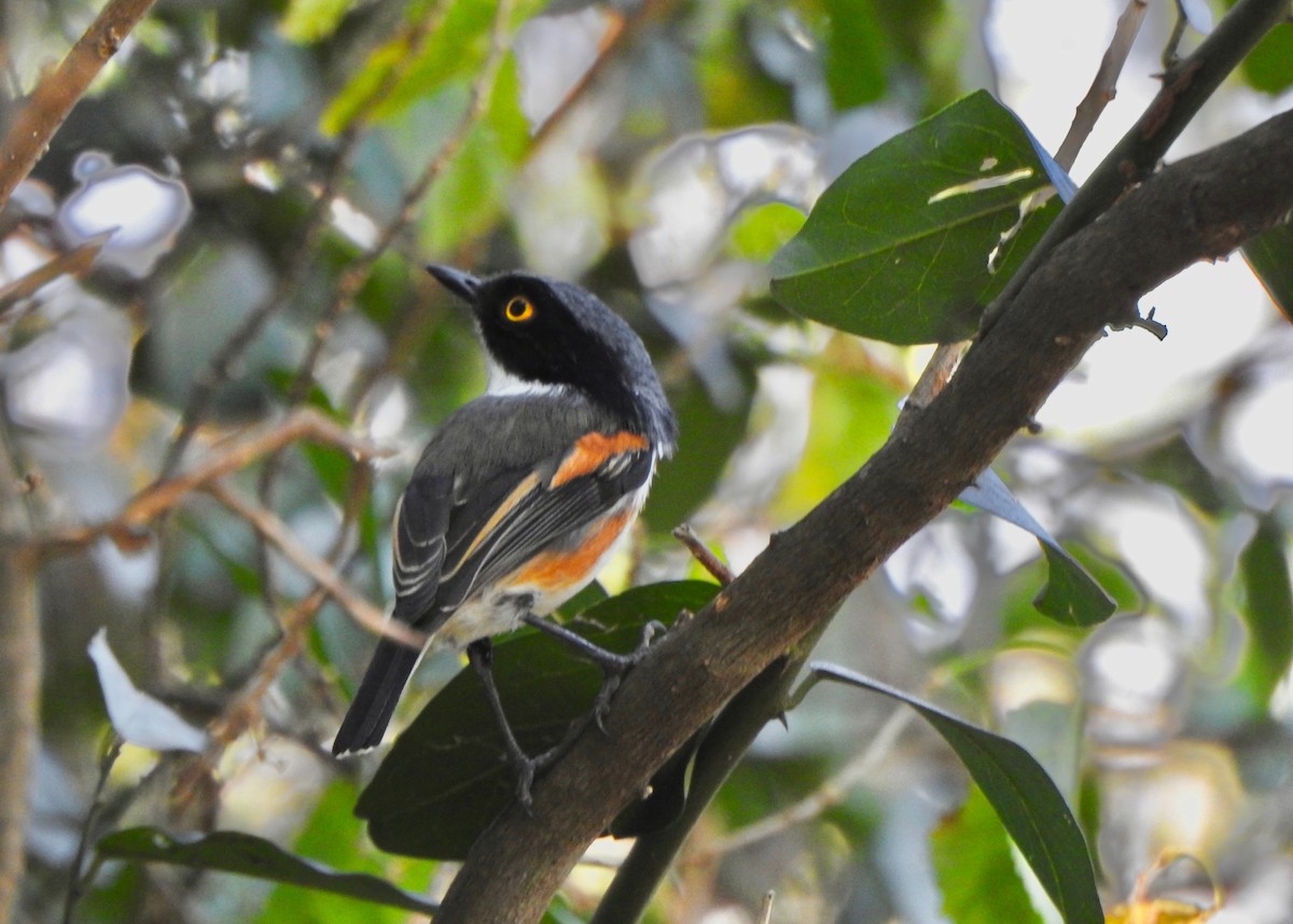 Cape Batis (Gray-mantled) - ML170792161
