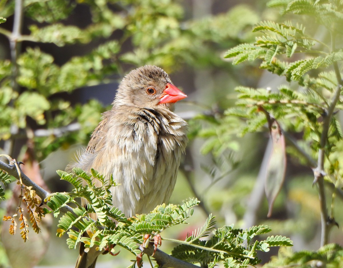 Red-billed Quelea - ML170792441