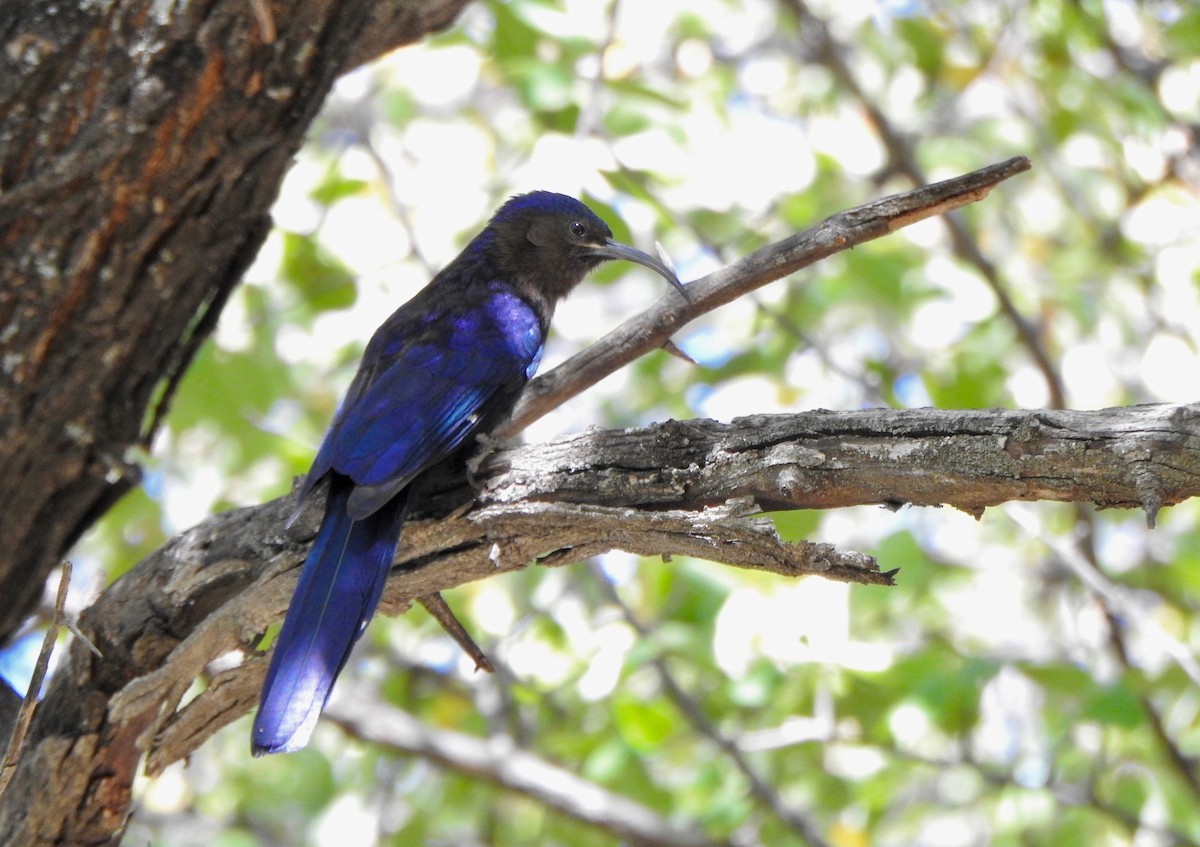 Common Scimitarbill - Kalin Ocaña