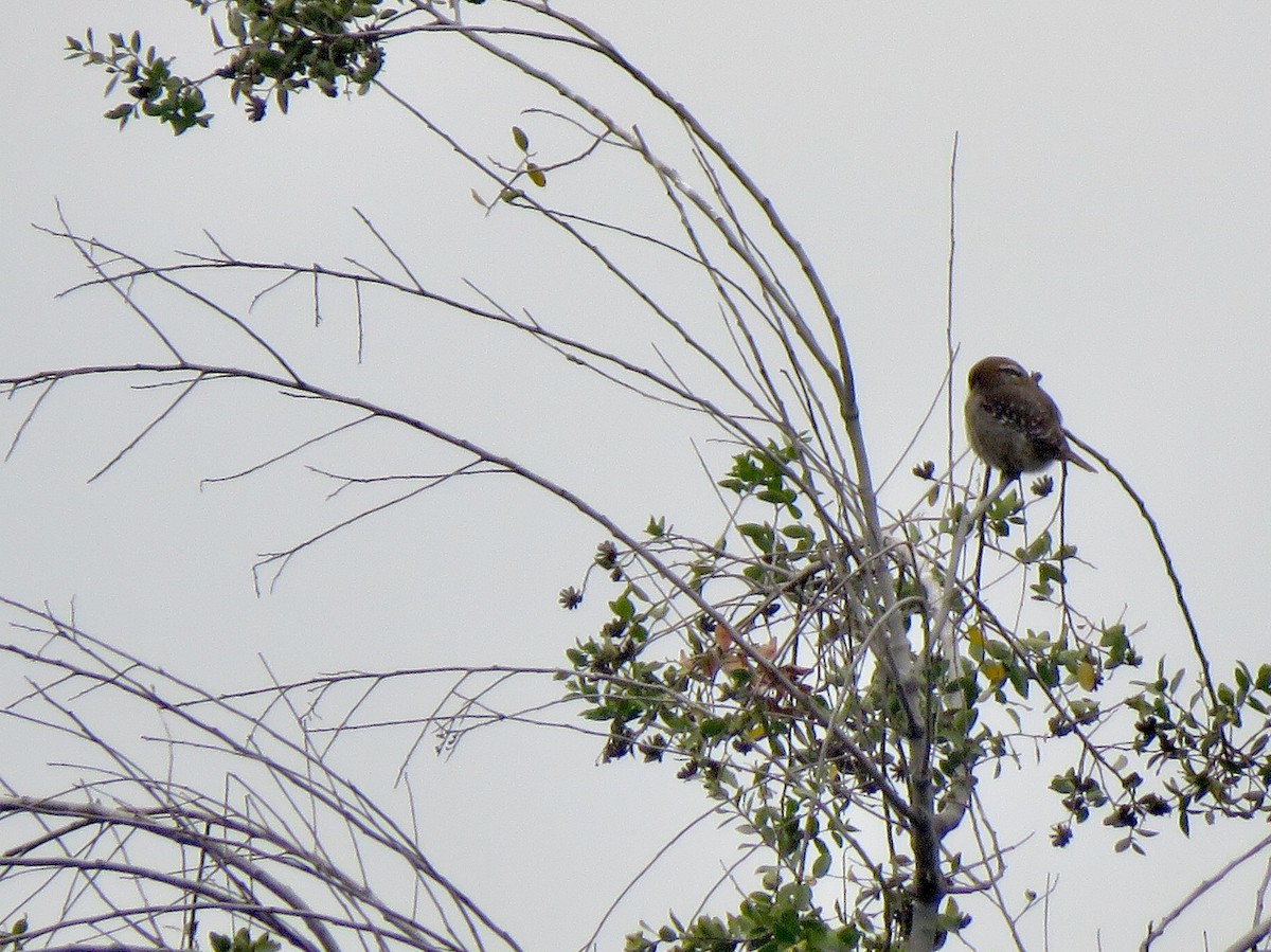 Austral Pygmy-Owl - ML170792951