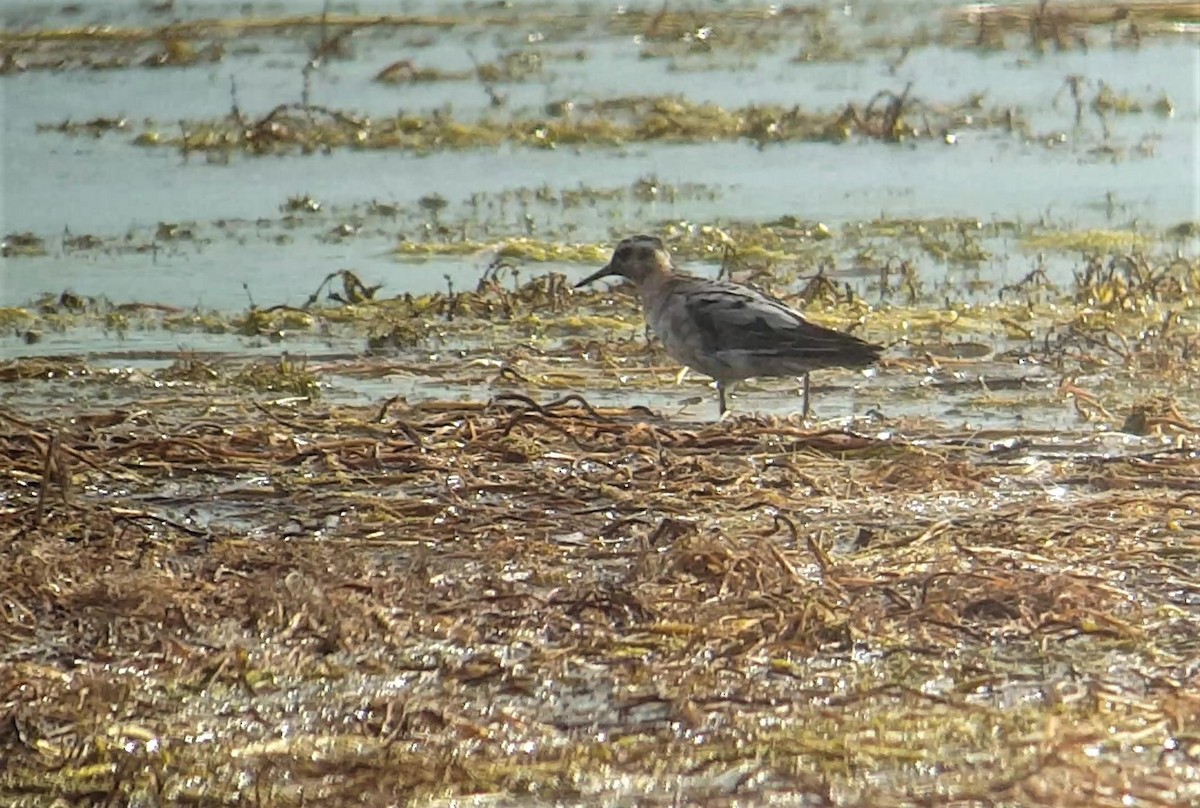 Red Phalarope - ML170793741