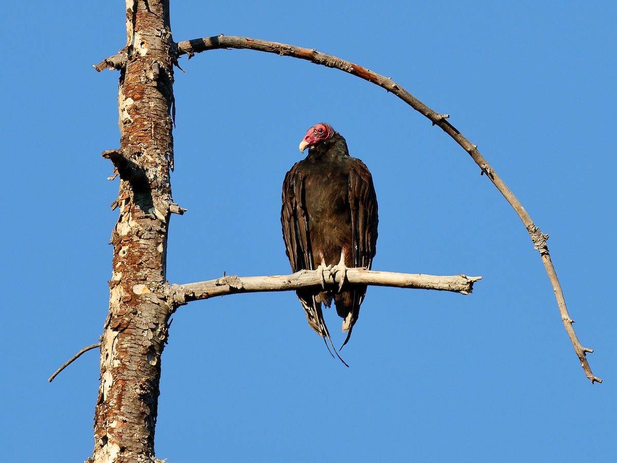 Urubu à tête rouge - ML170794871