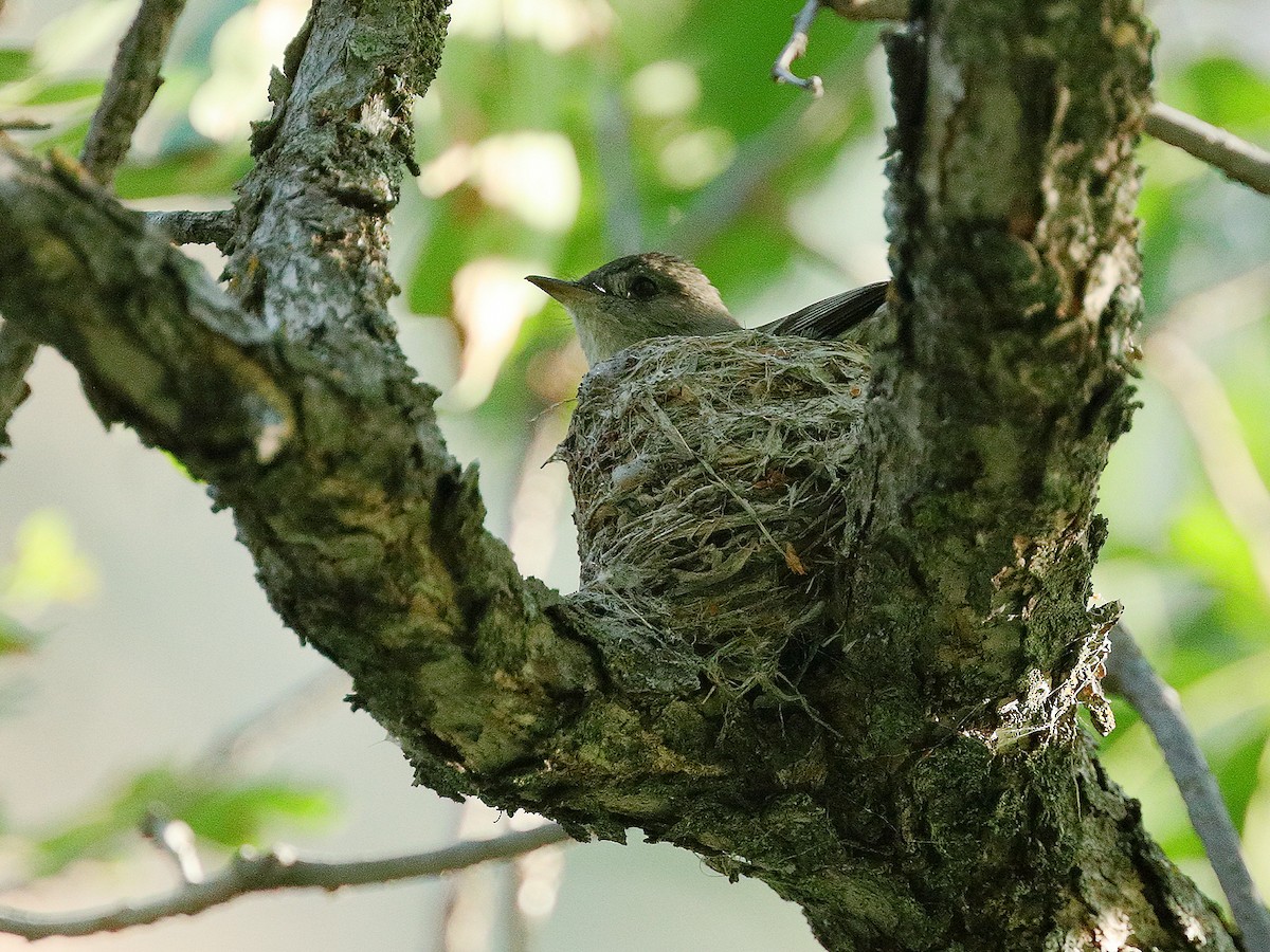 Western Wood-Pewee - ML170794891