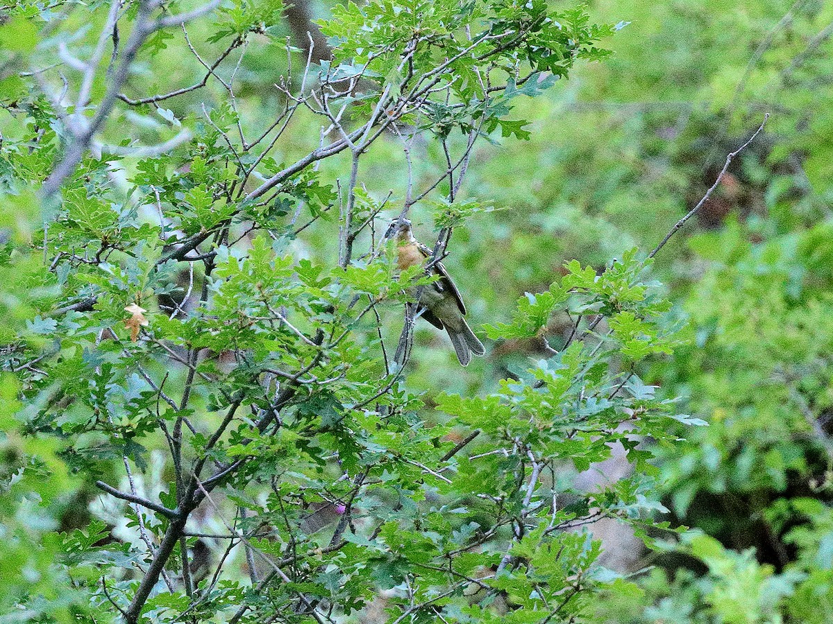 Cardinal à tête noire - ML170794931