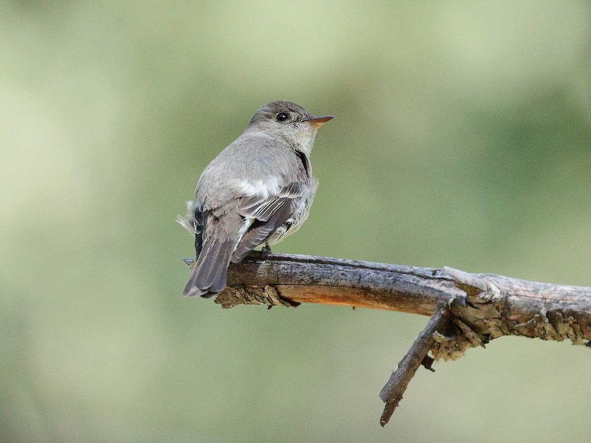 Blasskehl-Schnäppertyrann - ML170794941