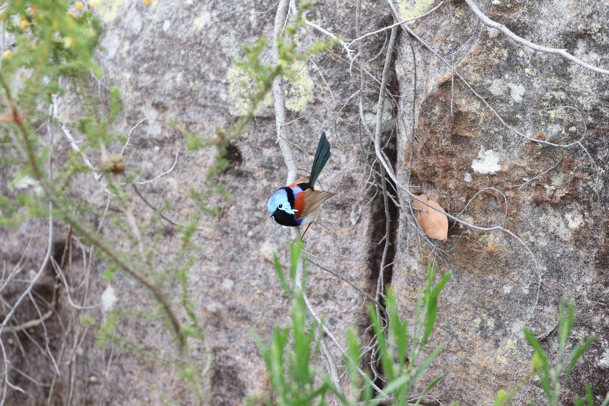 Variegated Fairywren - Martin Allen