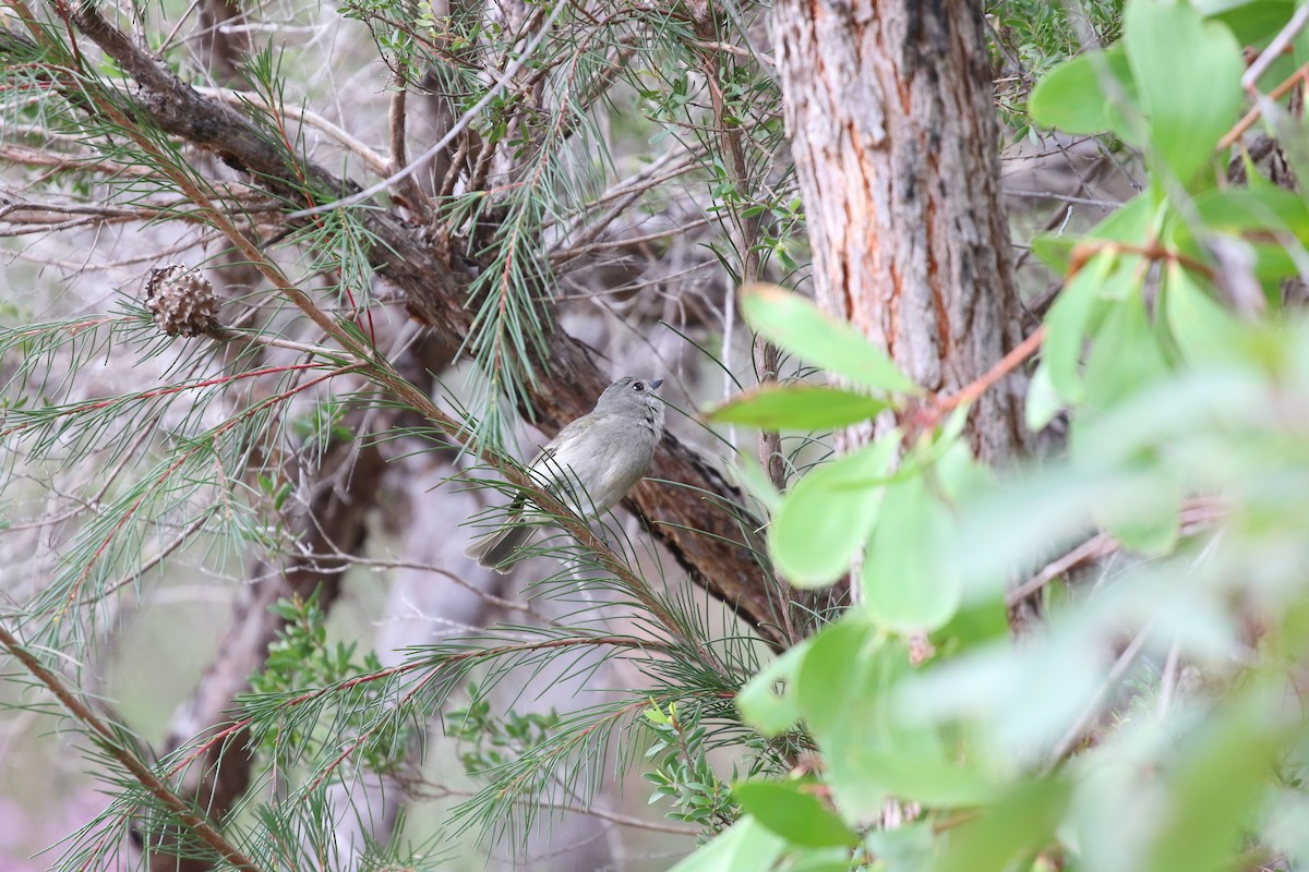 Golden Whistler - ML170797941