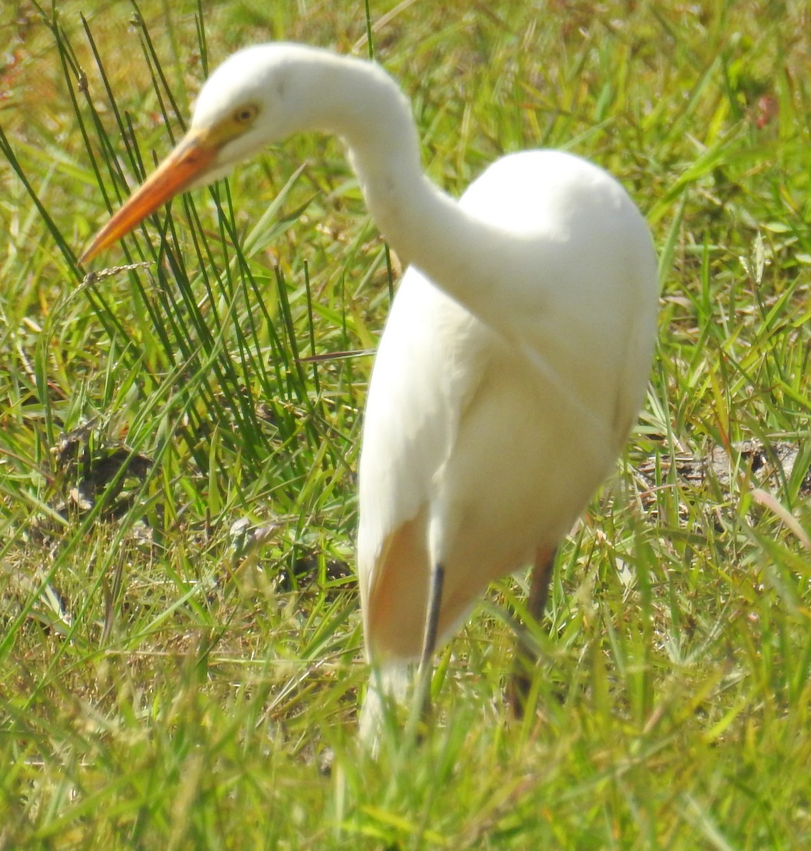 Intermediate Egret- - ML170798921