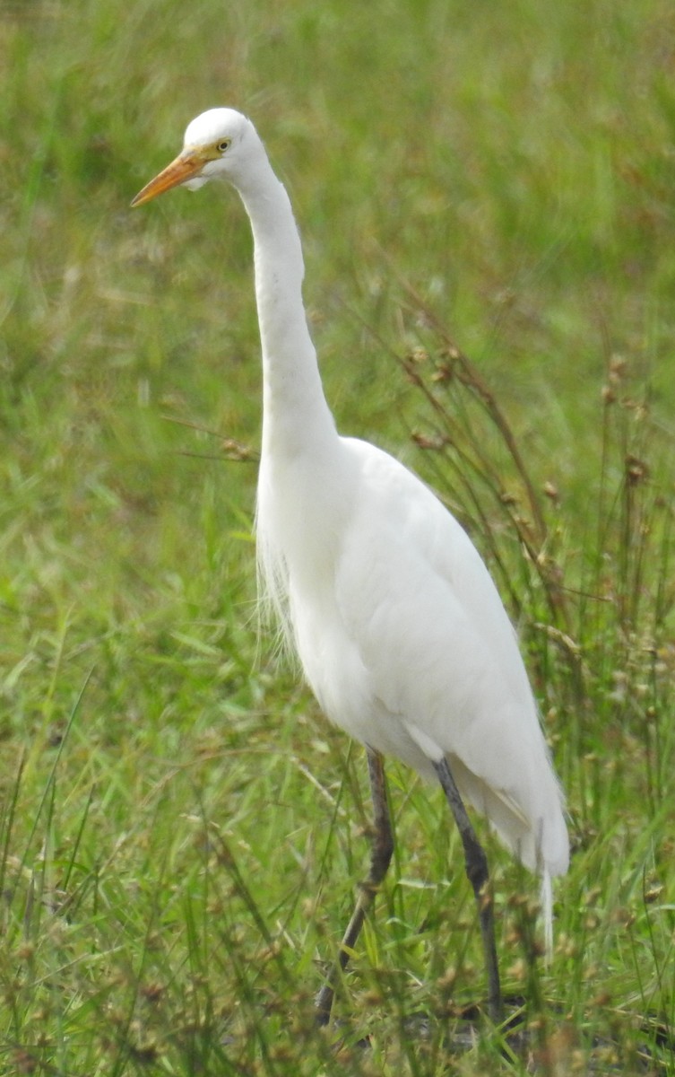 Intermediate Egret- - ML170798931