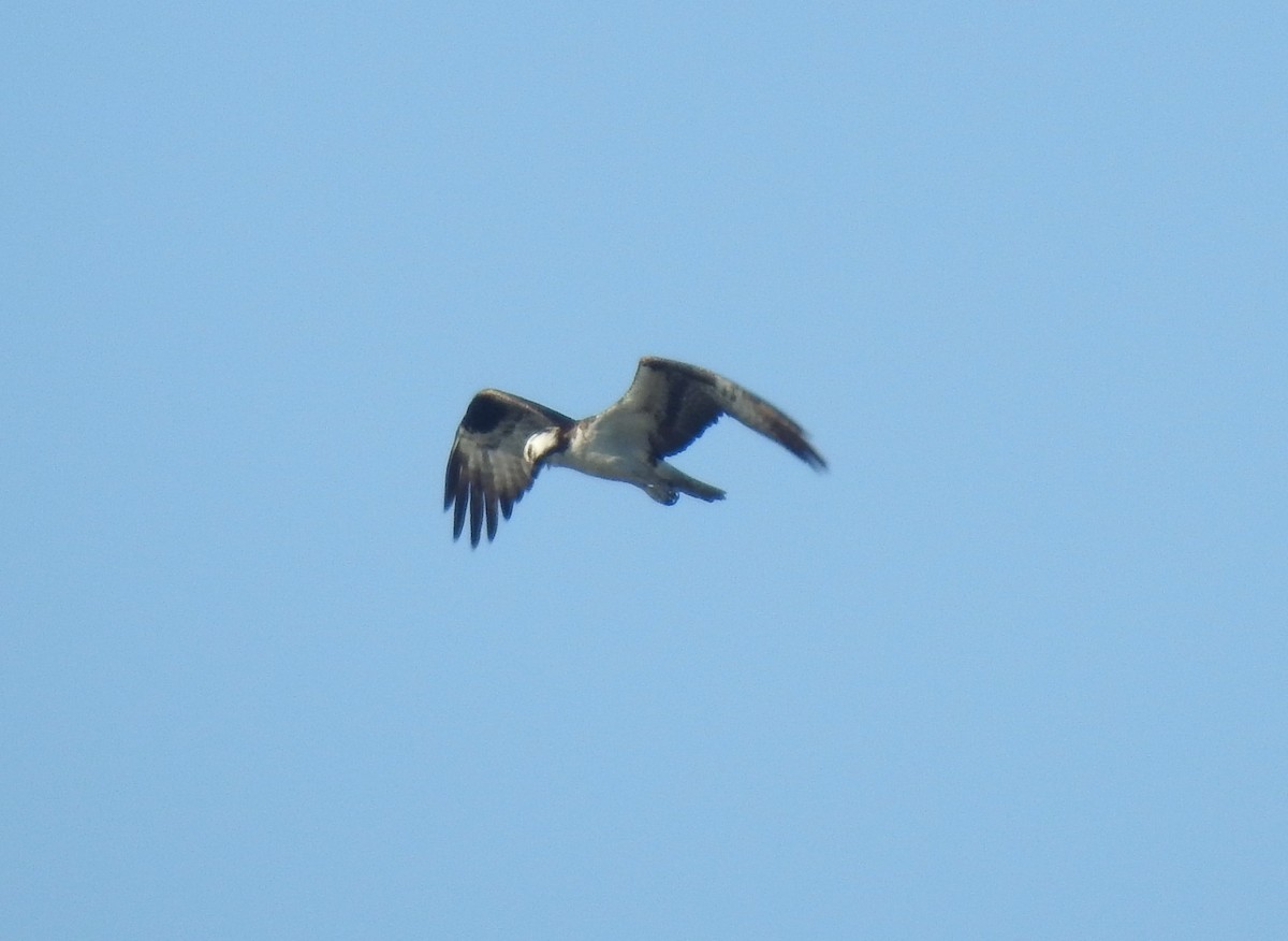 Águila Pescadora - ML170798971