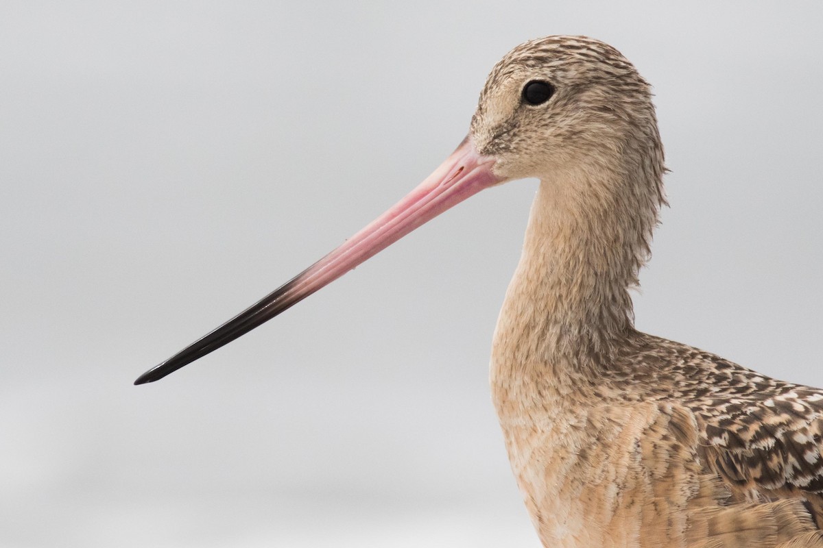 Marbled Godwit - ML170800341