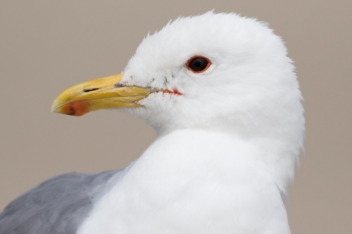 California Gull - ML170800371