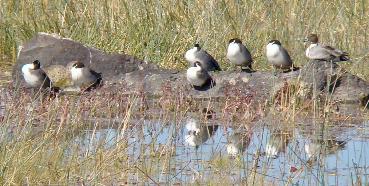 Northern Pintail - Ains Priestman