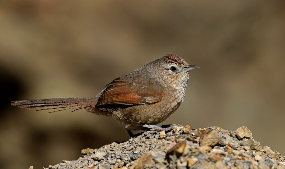 Spot-breasted Thornbird - Jay McGowan