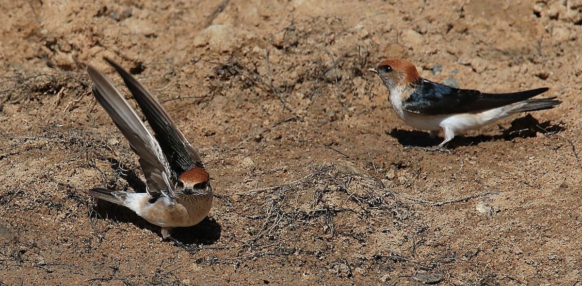 Golondrina Ariel - ML170802451