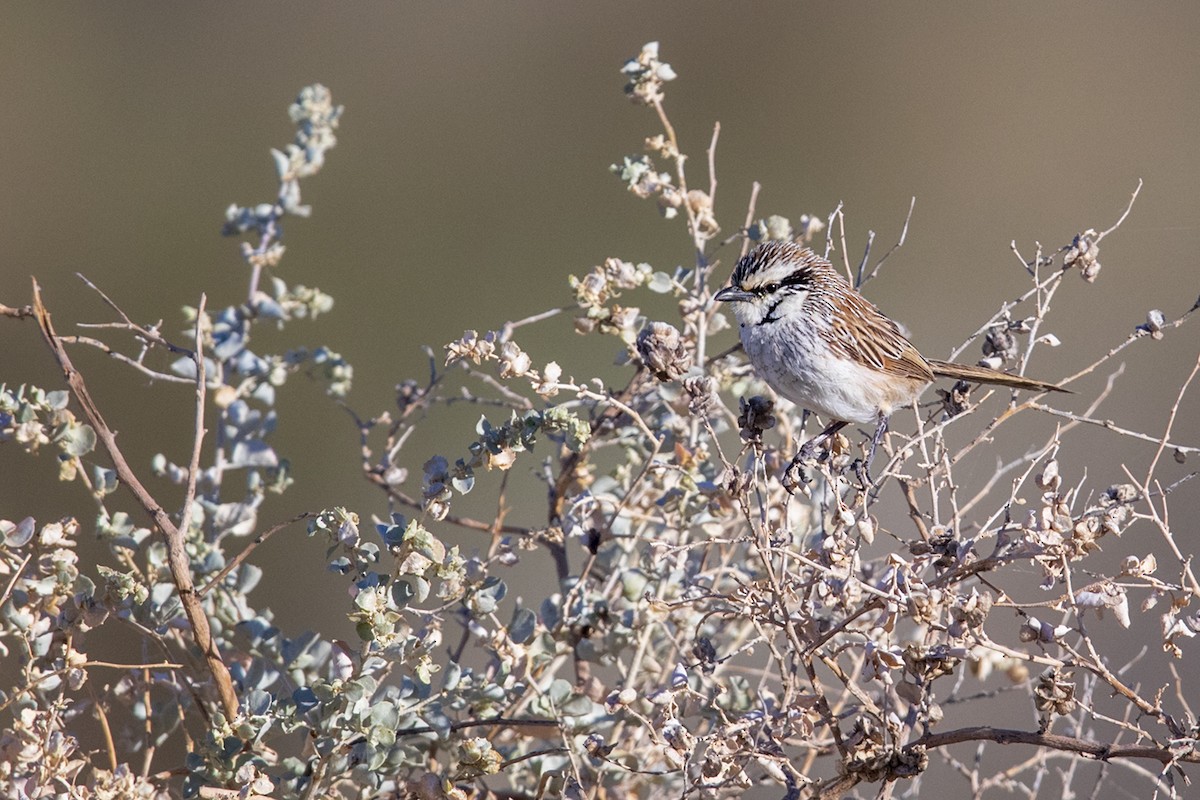 Gray Grasswren - Laurie Ross | Tracks Birding & Photography Tours