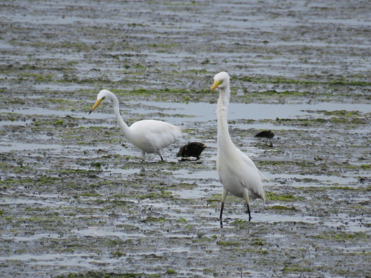 Great Egret - ML170802981